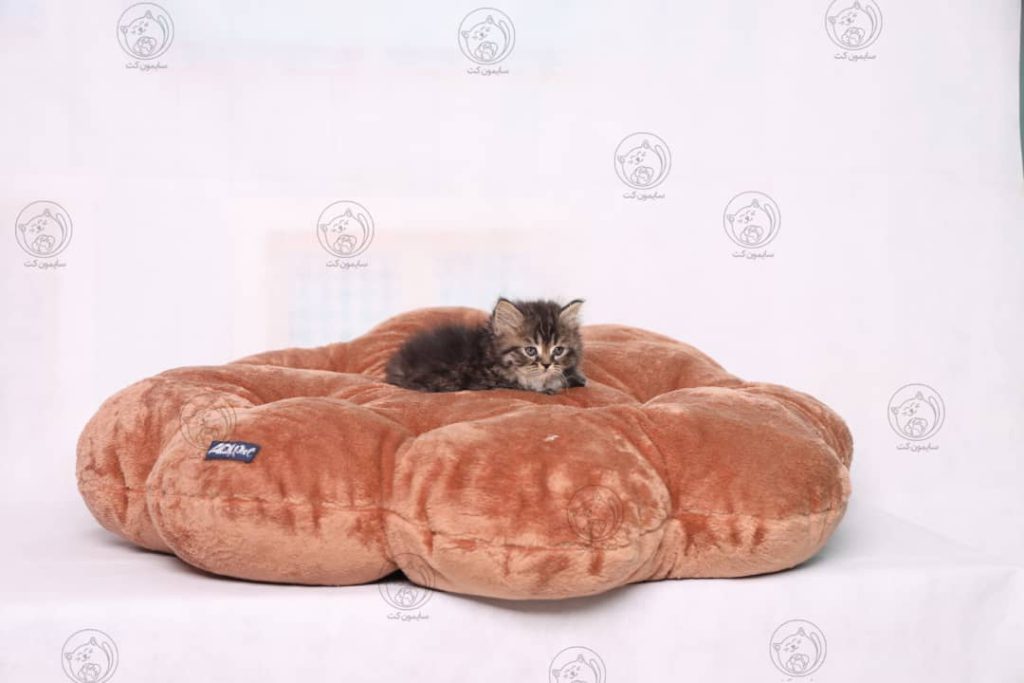 بچه گربه ها