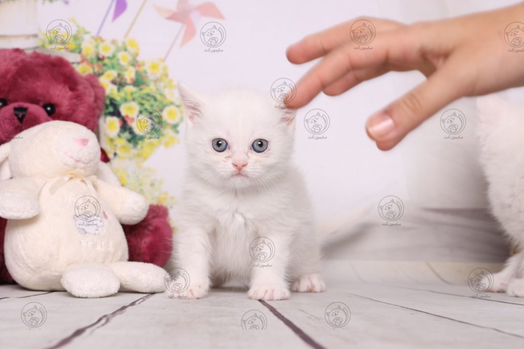 خرید بچه گربه