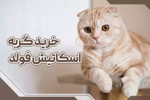 خرید گربه اسکاتیش فولد