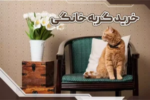 خرید گربه خانگی