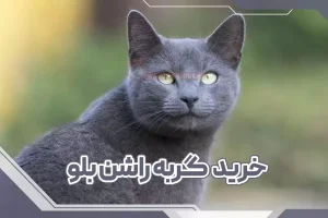 خرید گربه راشن بلو