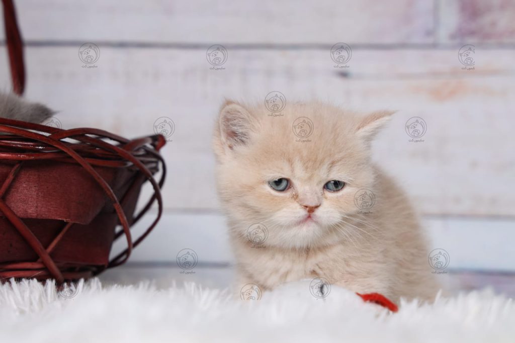 خرید گربه و بچه گربه