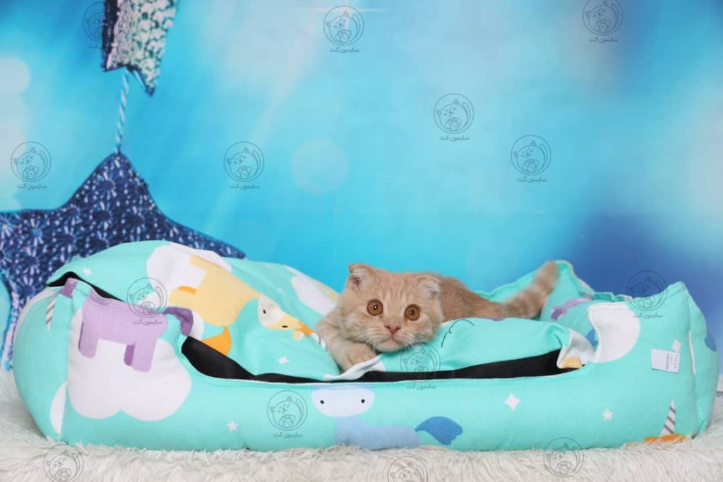 گربه نژاد اسکاتیش