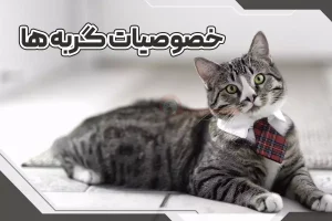 خصوصیات گربه ها