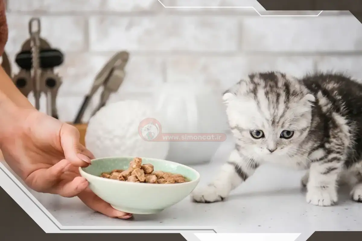 دادن غذای معمولی به گربه