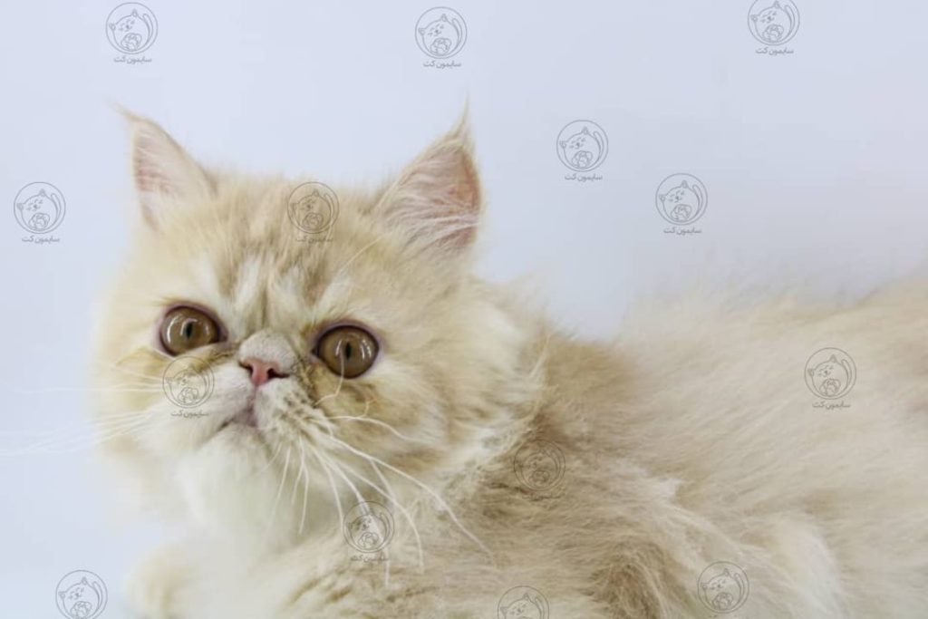 راهنمای کامل رژیم های کاهش وزن برای گربه ها