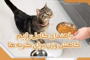 راهنمای کامل رژیم کاهش وزن برای گربه ها