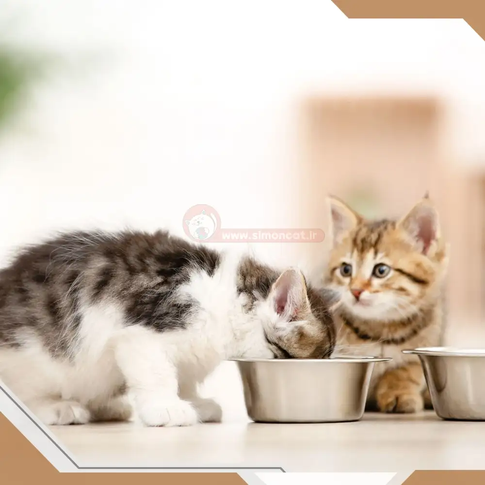 روش های غذا دادن به بچه گربه ها