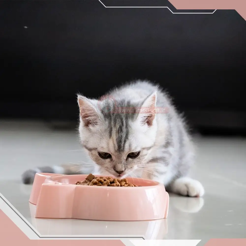 شیر گربه مادر