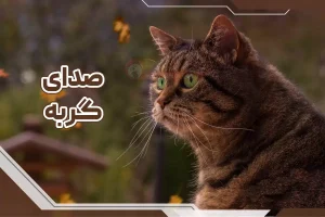 صدای گربه