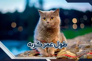 طول عمر گربه