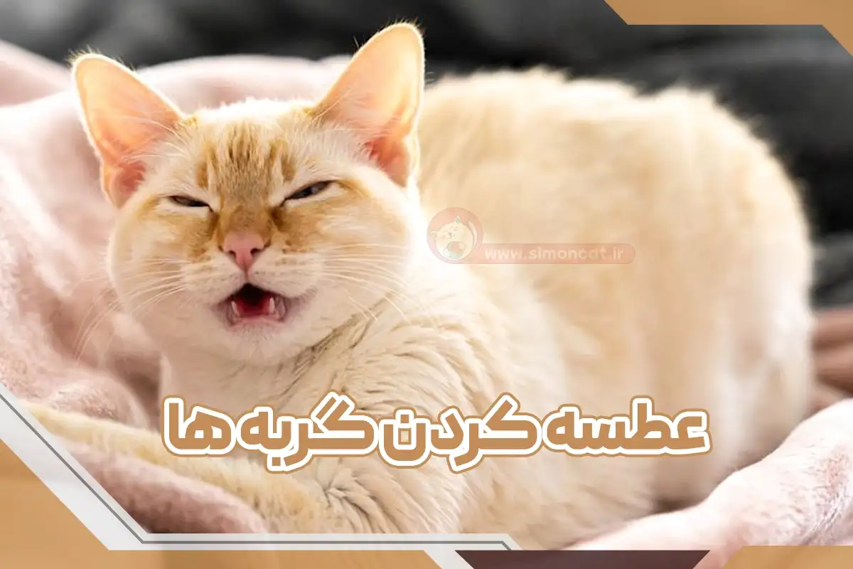 عطسه کردن گربه ها