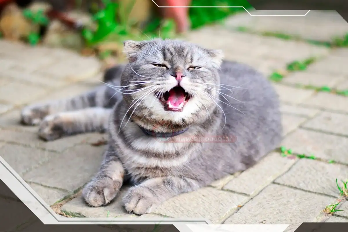 عطسه ی گربه