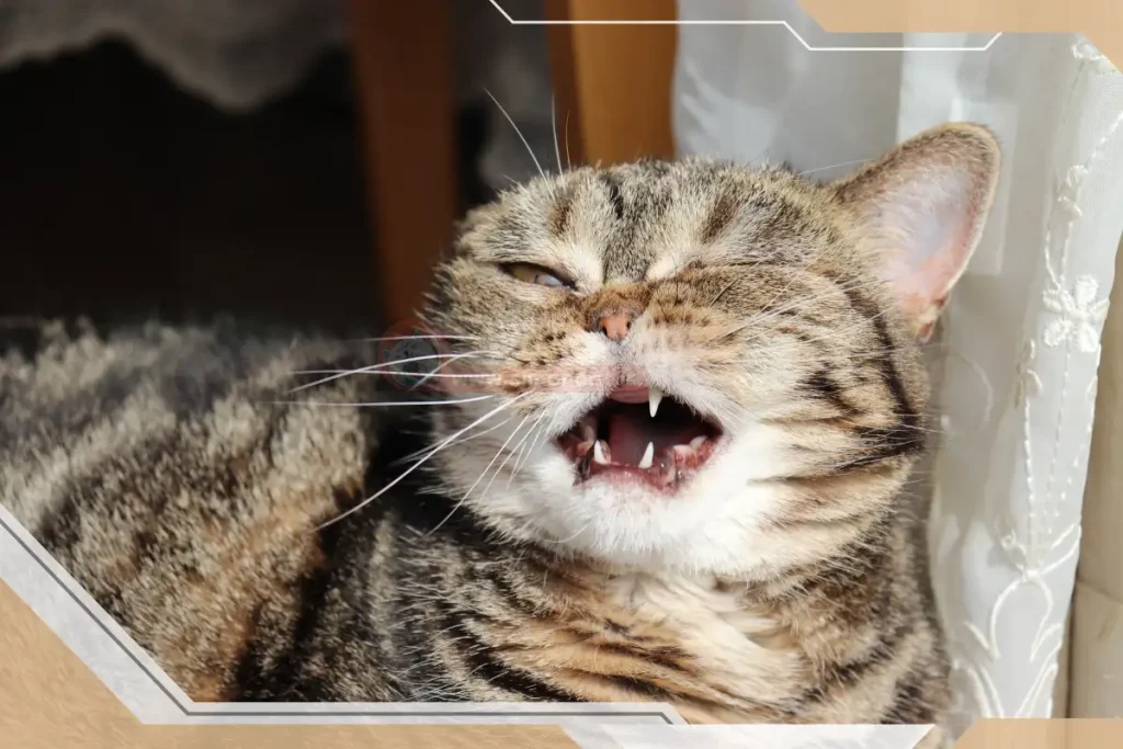 علت عطسه کردن گربه