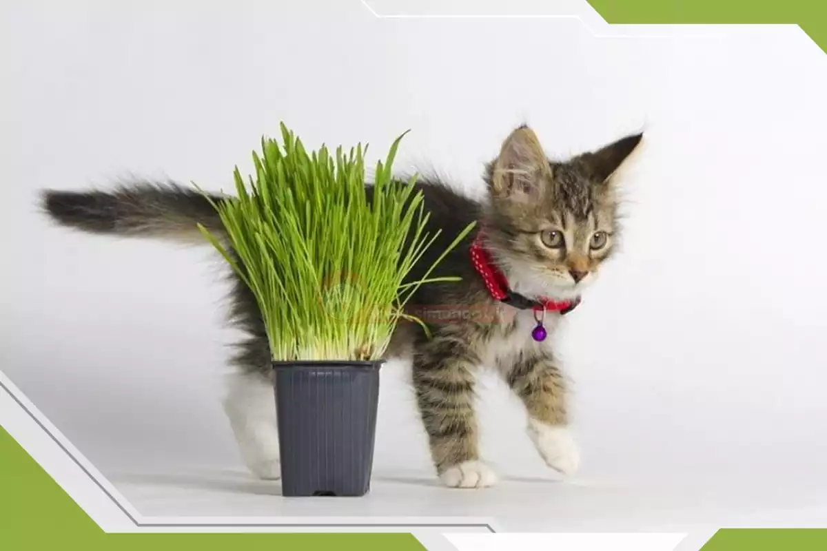 علف برای بچه گربه