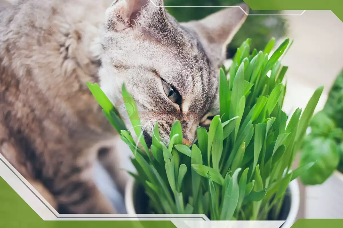 علف برای گربه
