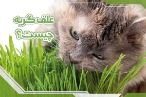 علف گربه چیست