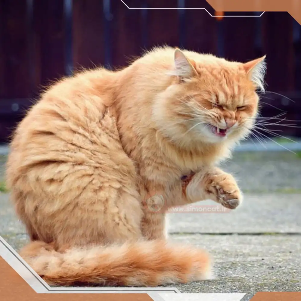 عکس از عطسه کردن گربه