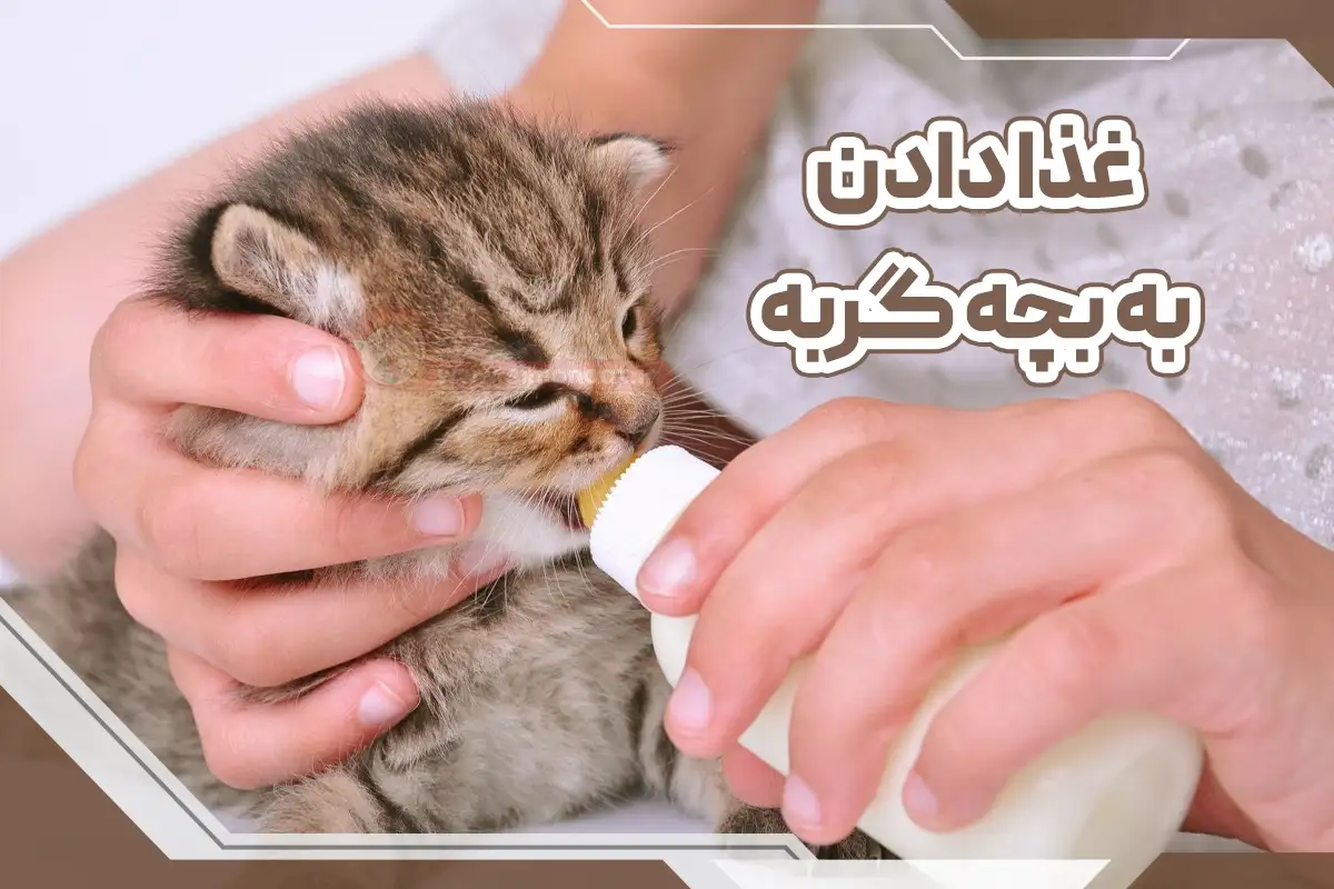 غذا دادن به بچه گربه