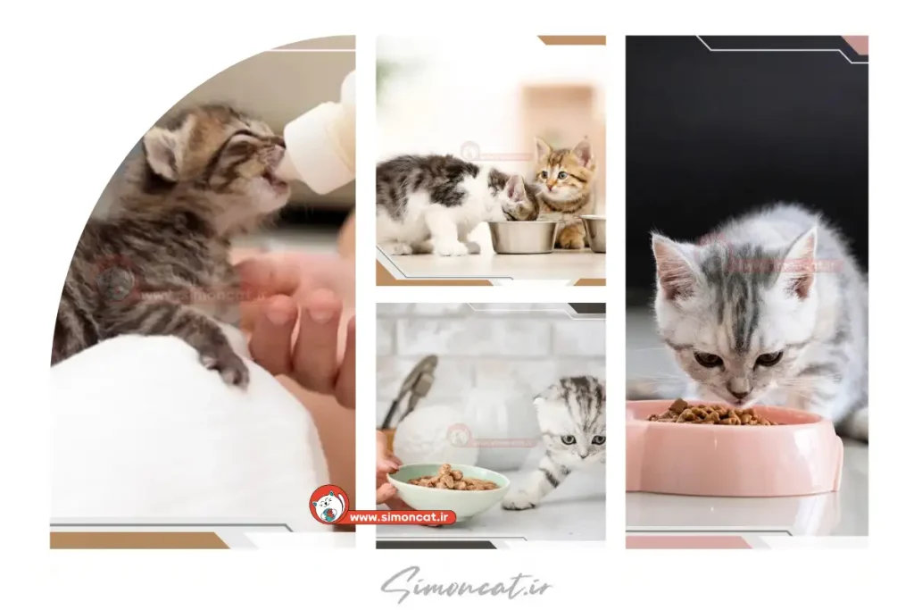 غذادادن به بچه گربه ها