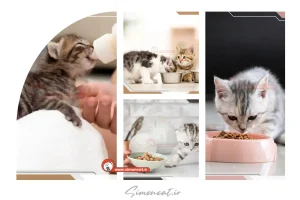 غذادادن به بچه گربه ها