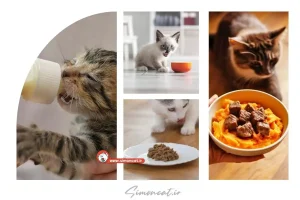 غذای بچه گربه تازه متولدشده