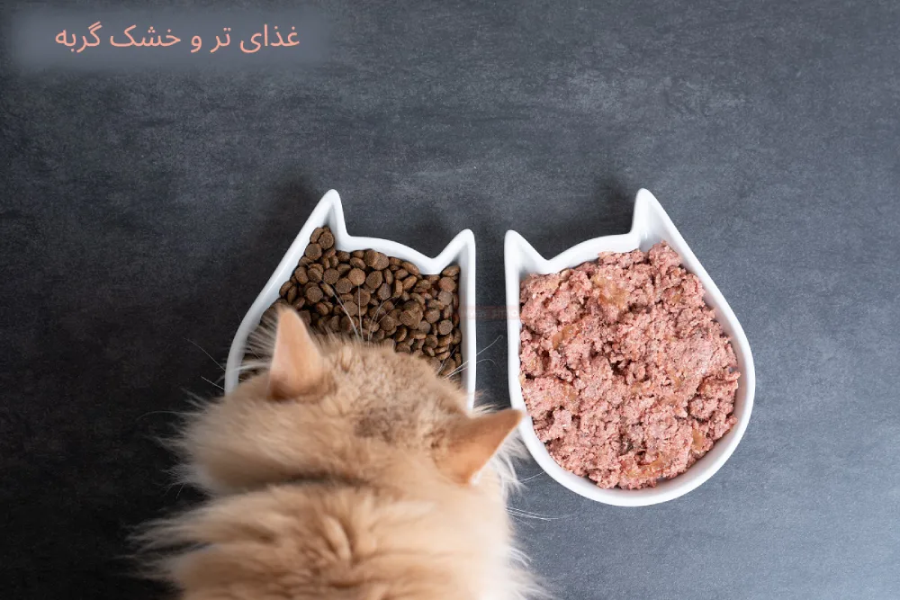 غذای تر و خشک گربه
