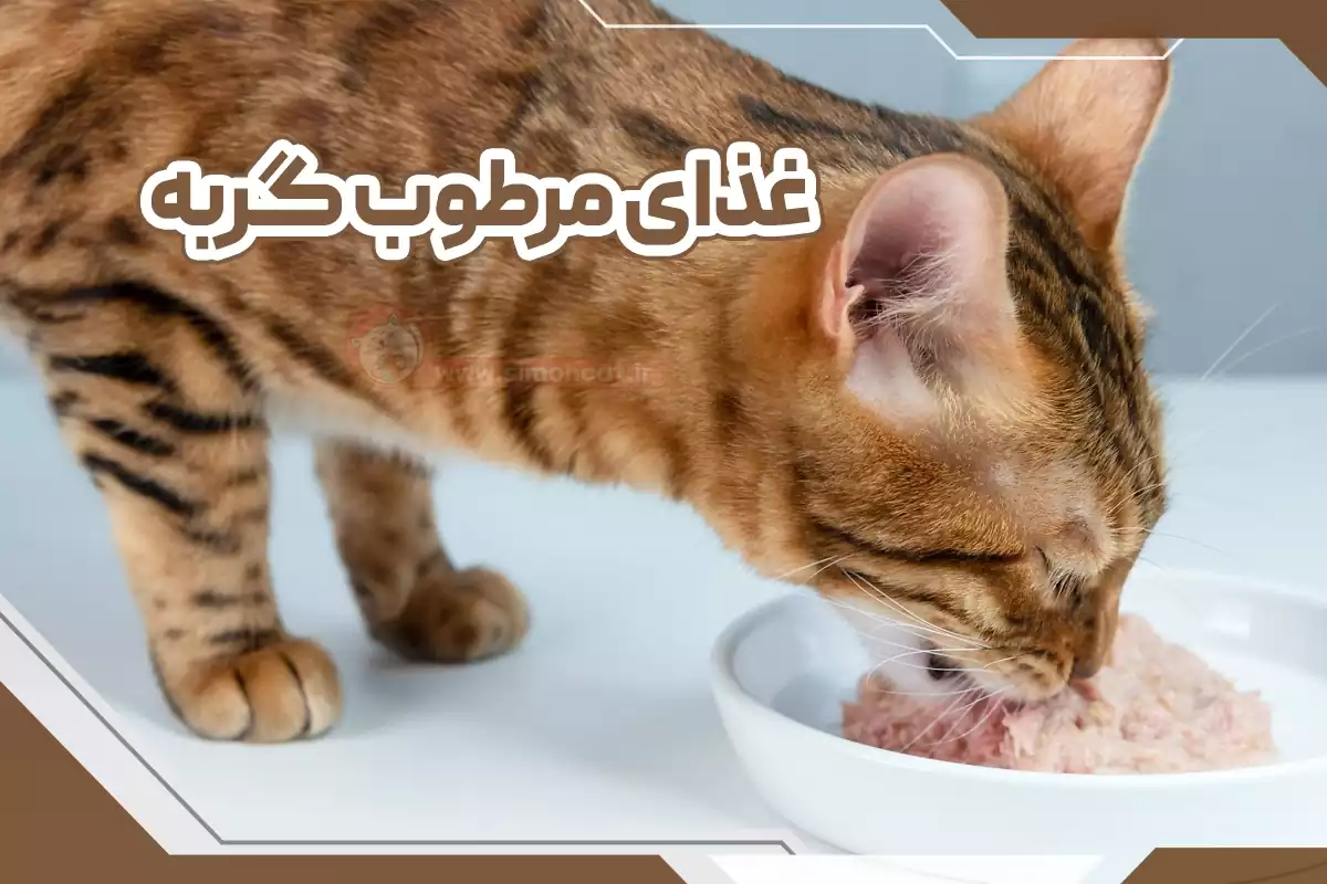 غذای تر گربه