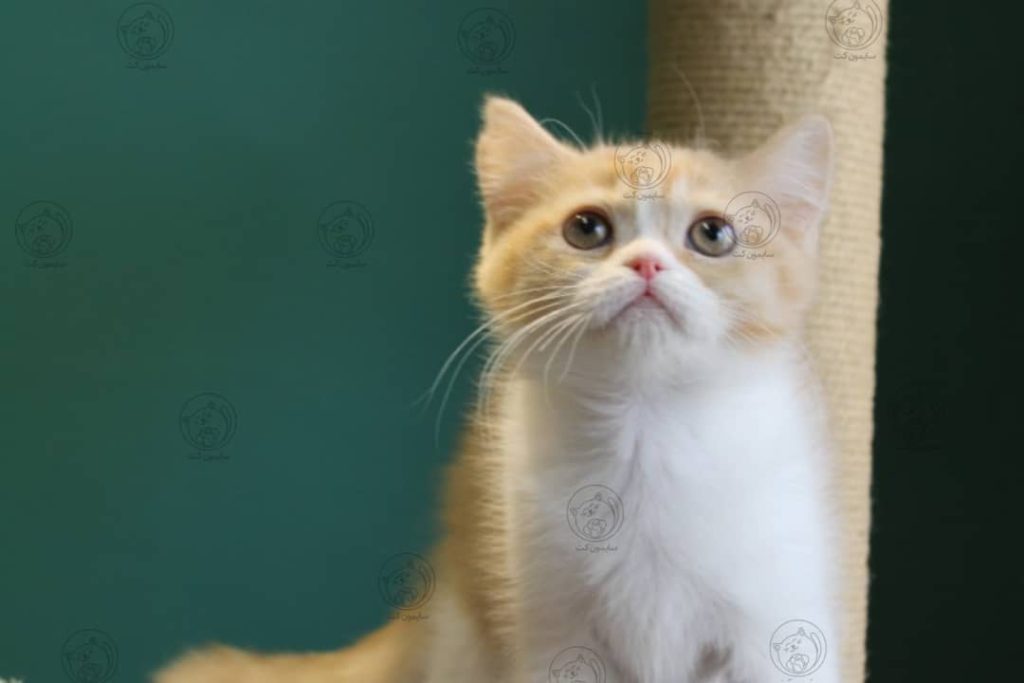 غذای خشک گربه ها