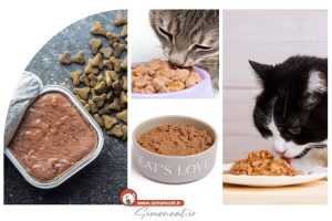 غذای مرطوب گربه