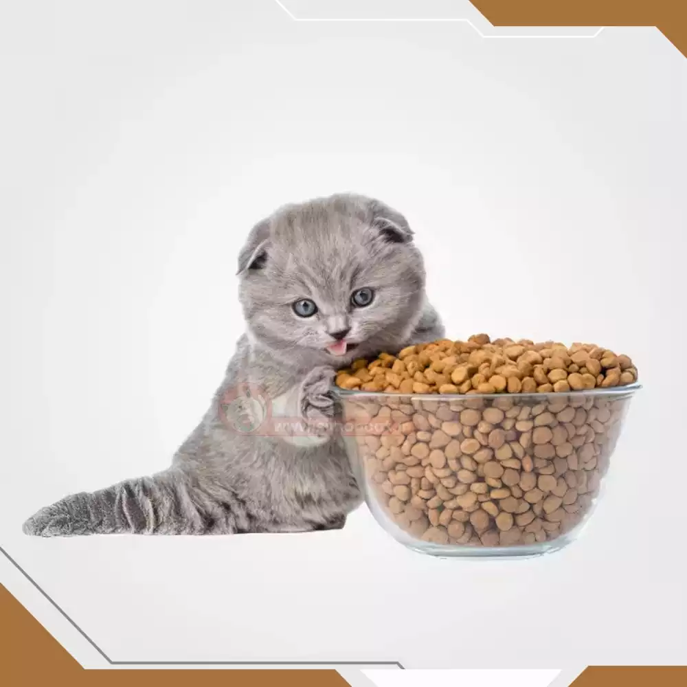 غذای گربه نژاددار