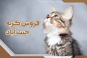 فروش گربه جنت آباد