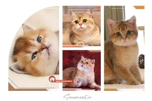 قیمت گربه بریتیش گلد