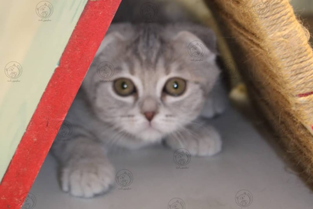 ماشین با گربه