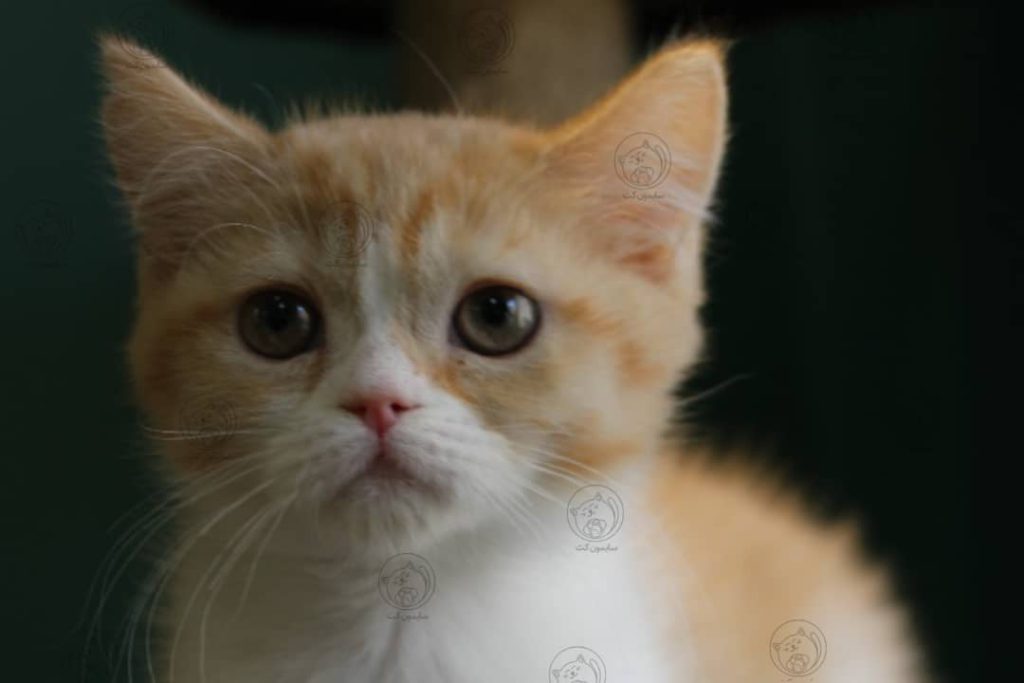 ماشین با گربه ها
