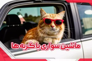 ماشین سواری با گربه ها