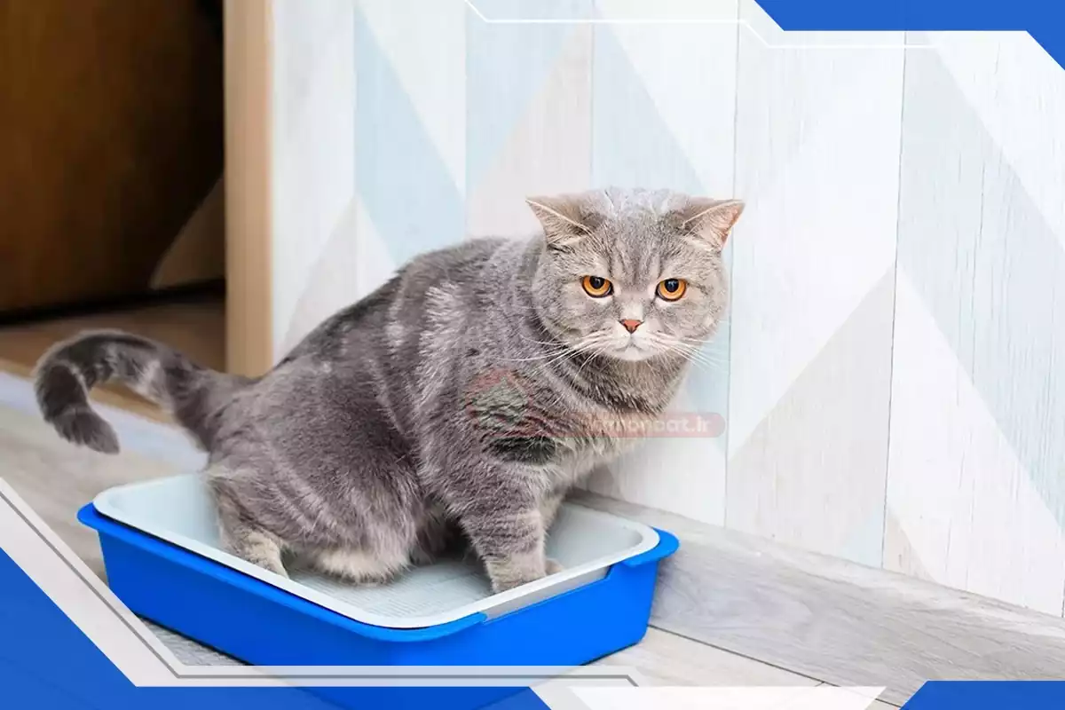 مشکل مدفوع کردن در گربه ها