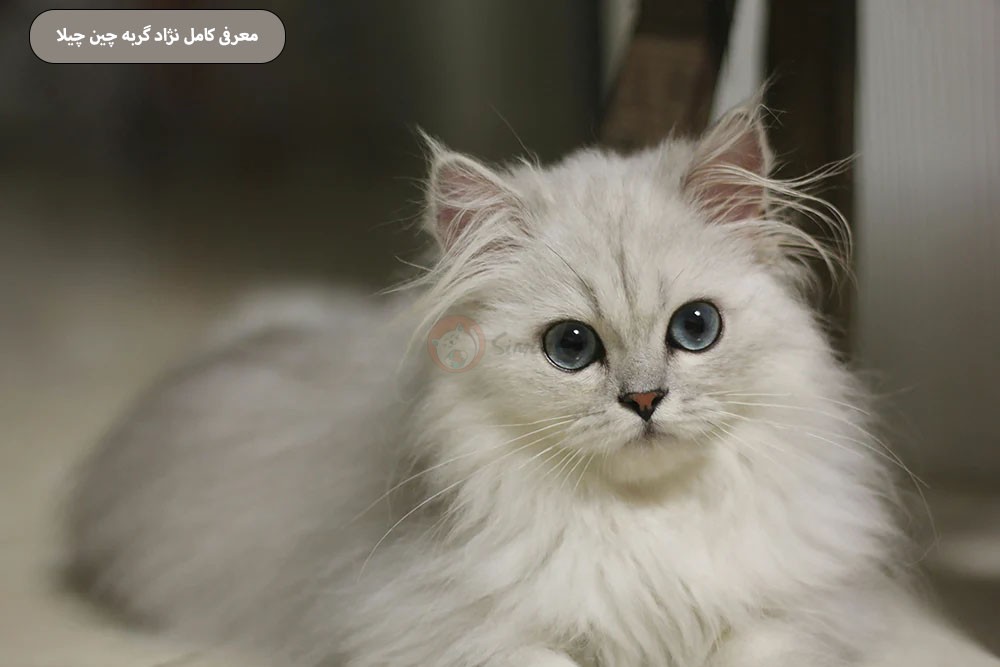 معرفی کامل نژاد گربه چین چیلا