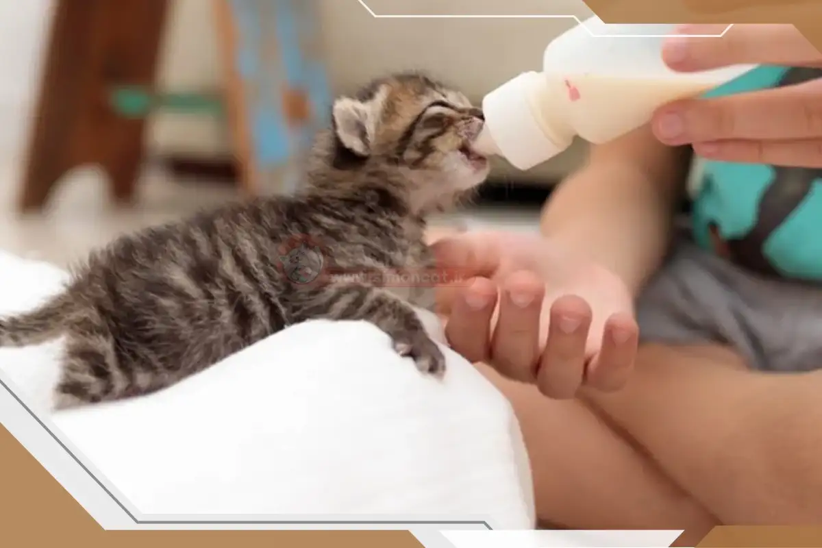 میزان شیردادن