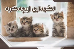 نگهداری از بچه گربه