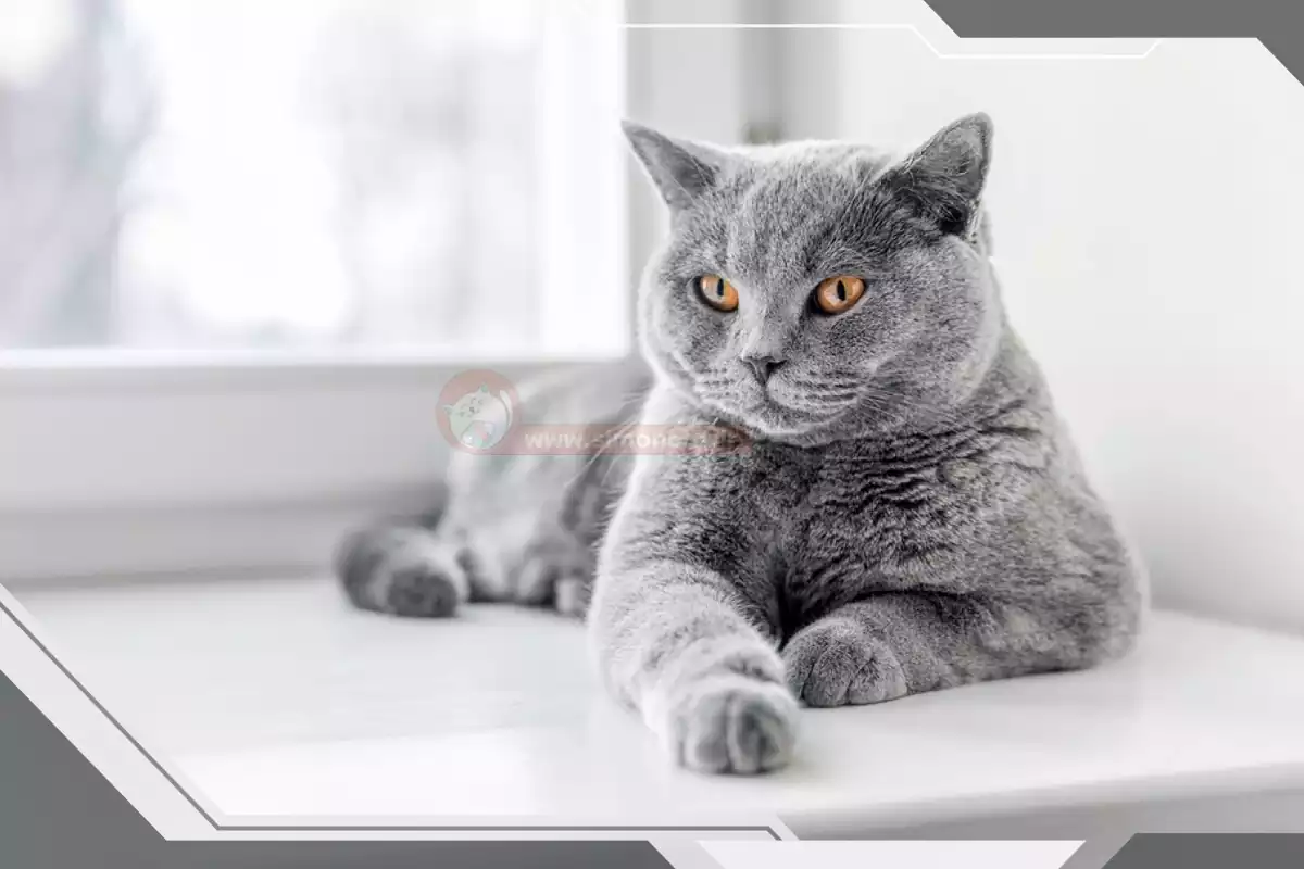 گربه بریتیش خاکستری