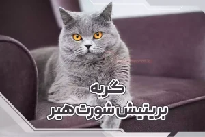 گربه بریتیش شورت هیر