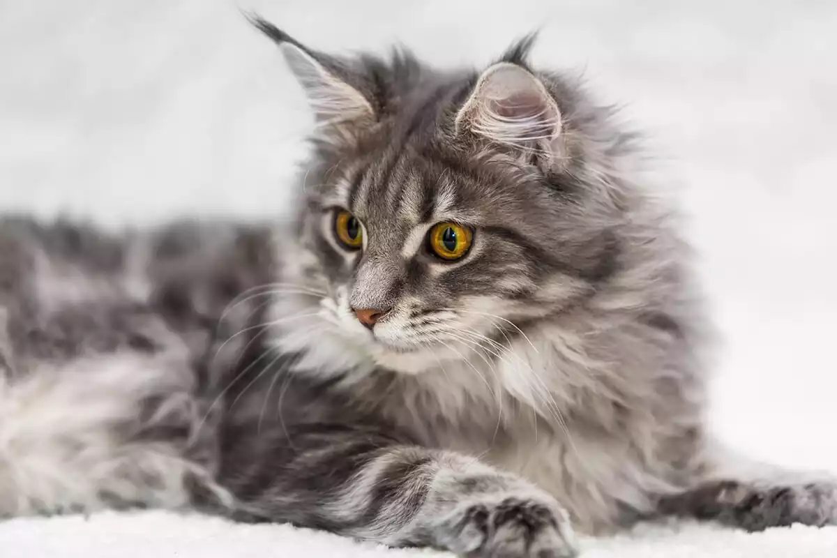 گربه خانگی نژاددار
