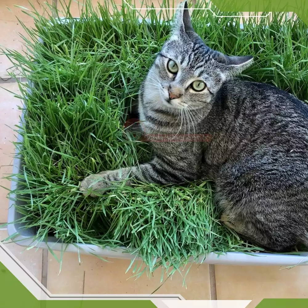 گربه خیابانی