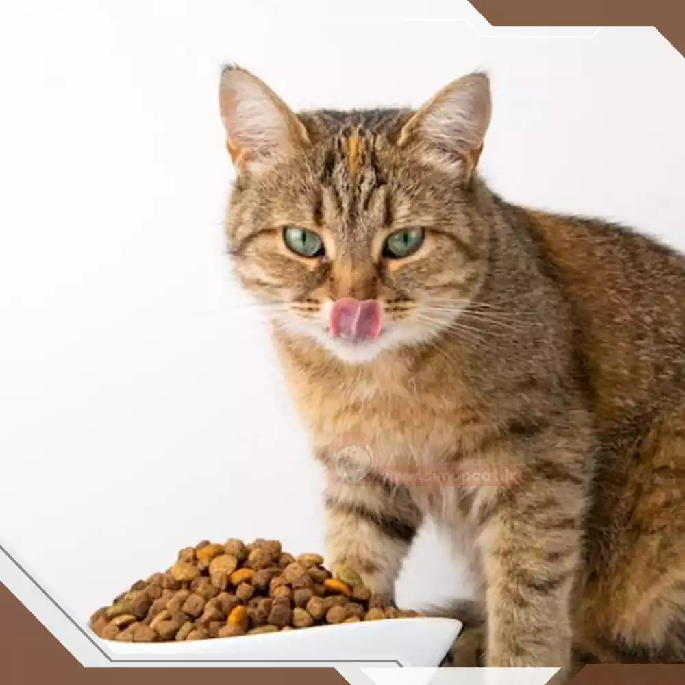 گربه در حال غذا خوردن