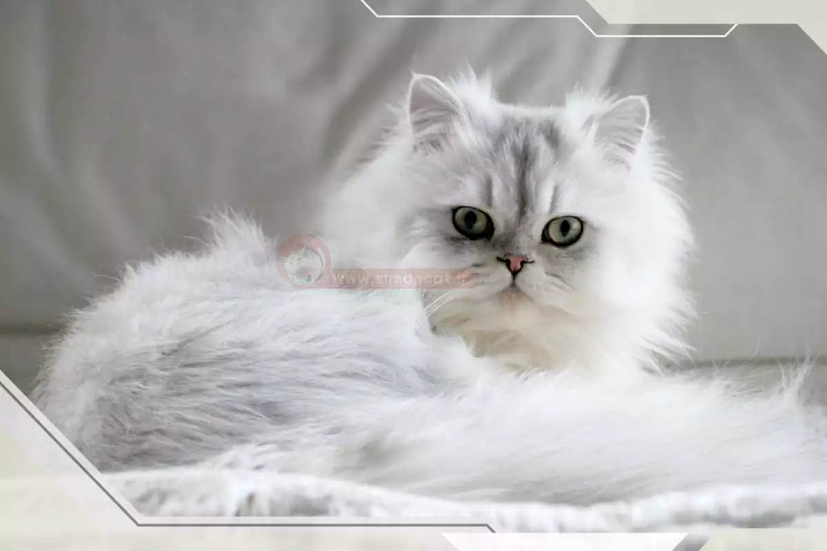 گربه سفید نژاددار