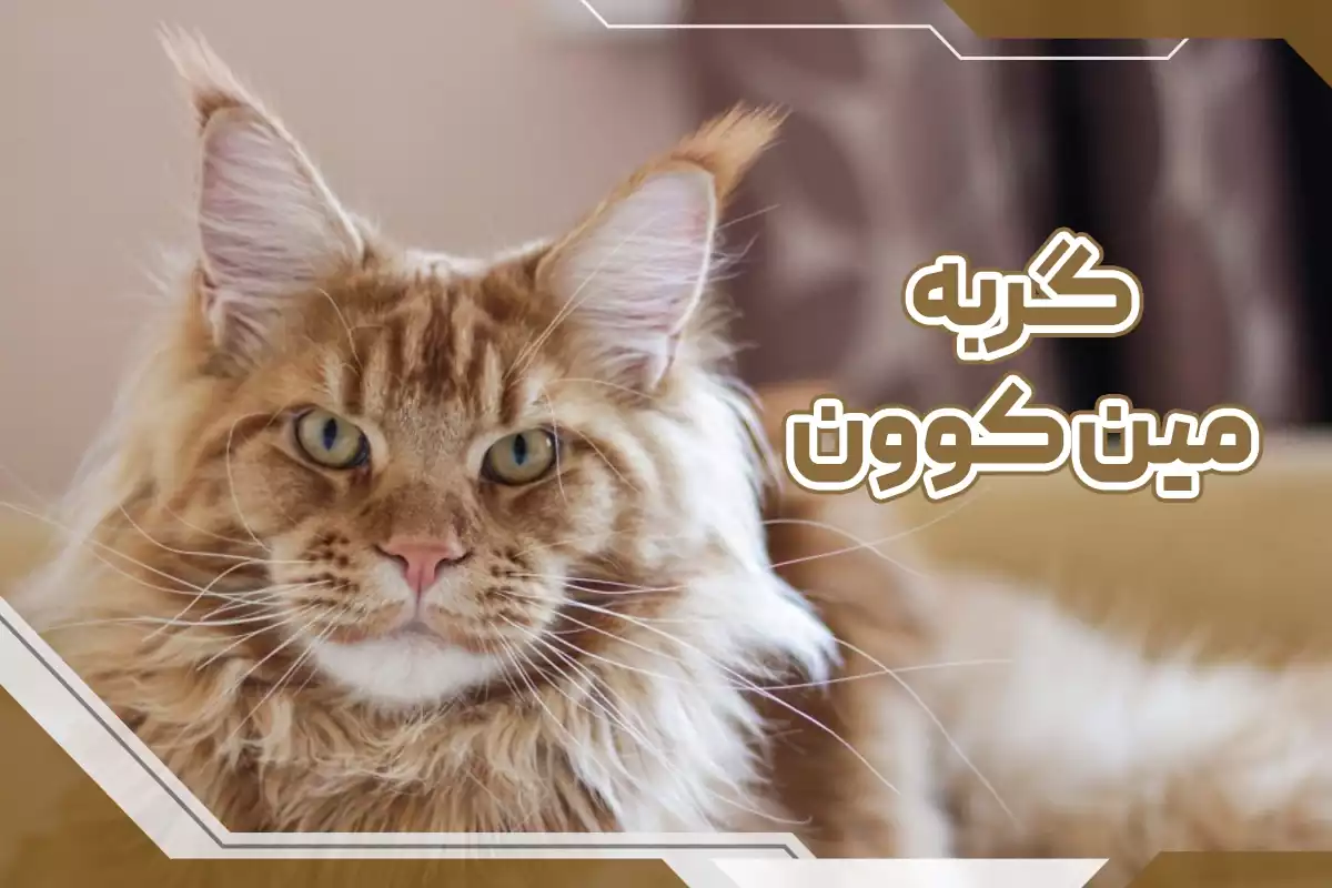 گربه مین کوون نارنجی