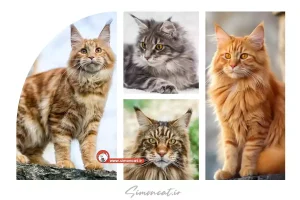 گربه مین کوون