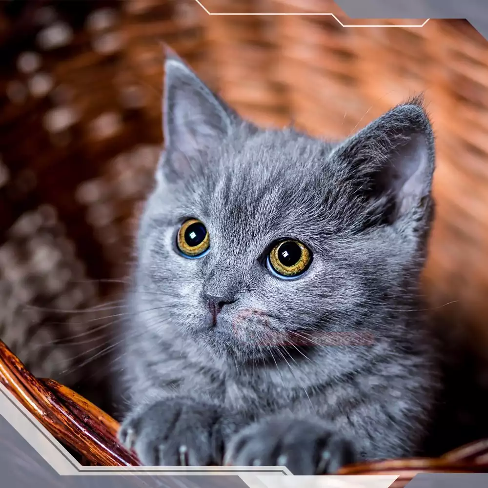 گربه نژاد بریتیش