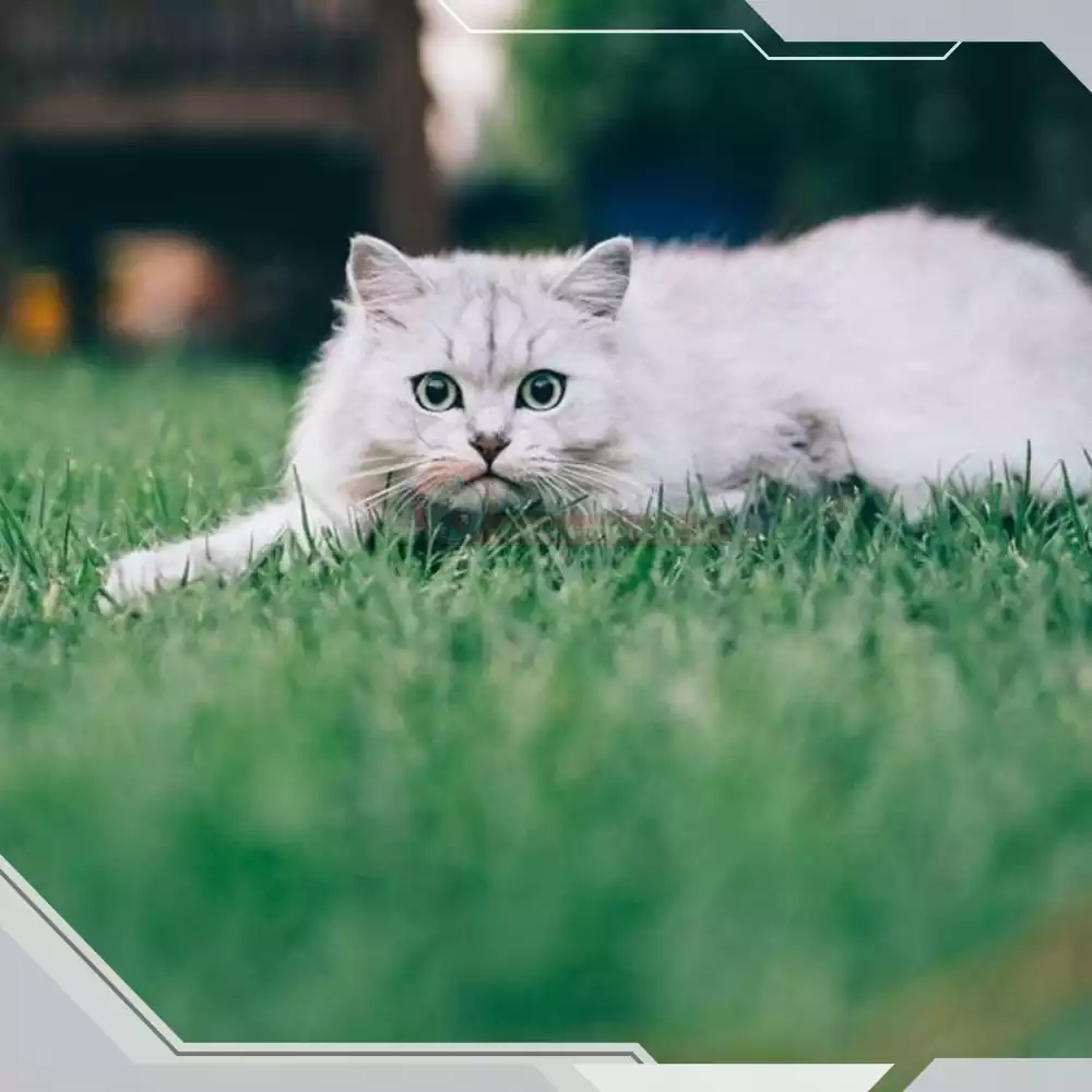 گربه نژاد چین چیلا چشم سبز